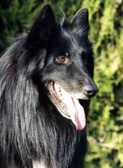 chiens berger belge groenendaël